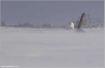 Snowy Owl hiding from the Wind 41