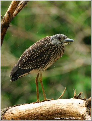 Yellow-crowned Night Heron (Juvenile) 1