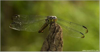 Philippine dragonfly 2