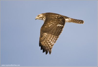 Red-tailed Hawk in Flight  229