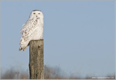 Snowy Owl 46