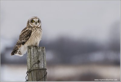 Short-eared Owl Hunting 56