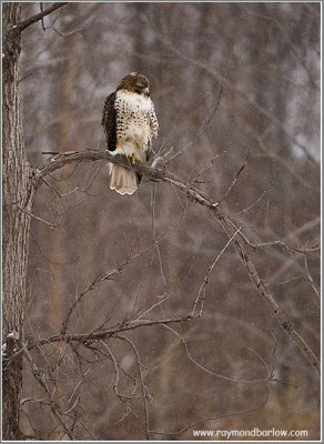 Red-tailed Hawk Hunting 240