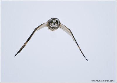 Short-eared Owl in Flight 58