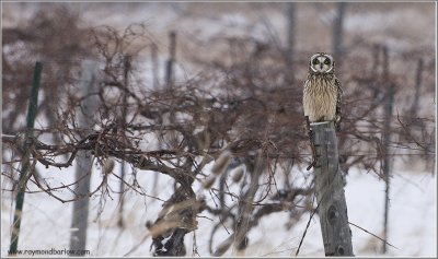Short-eared Owl Hunting 59