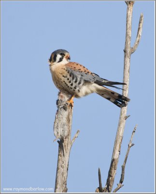 Kestrel with Lunch