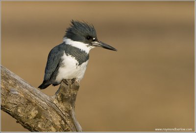 Kingfisher Hunting