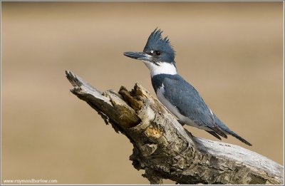 Belted Kingfisher