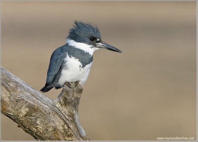 Belted Kingfisher re-edit