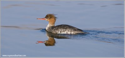 Red-breasted Merganser Female