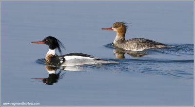 Red-breasted Mergansers