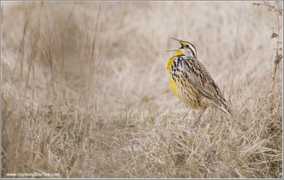 Eastern Meadowlark