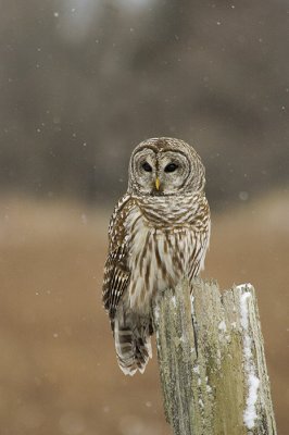 Barred Owl    Re-edit 1