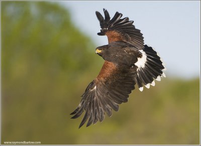 Harris Hawk    (captive)