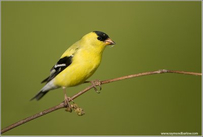 American Goldfinch