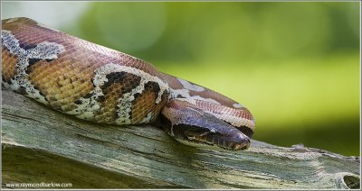 Red Blood Python  (captive)