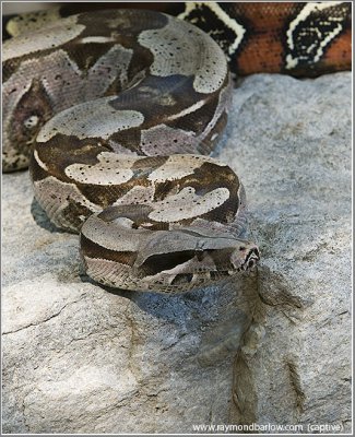 Red Tail Boa Constrictor (captive)