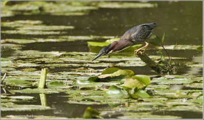 Green Heron Hunting