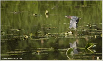 Green Heron in Flight