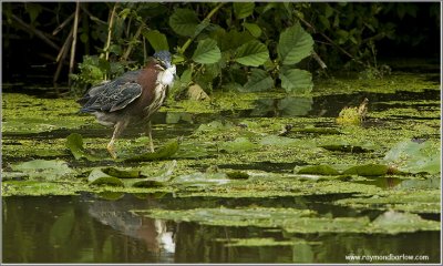 Green Heron with Lunch