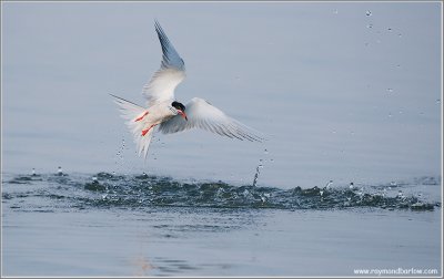 Common Tern with Dinner