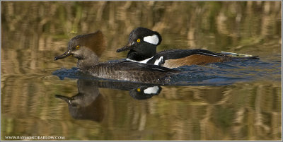 Hooded Merganser pair