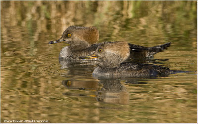 Female Hooded Mergansers