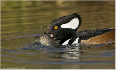 Hooded Merganser with lunch