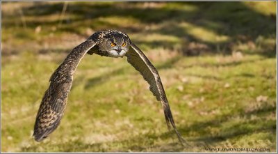 Euraisian Eagle Owl   (captive)