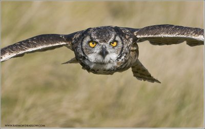 Great horned Owl  (captive)