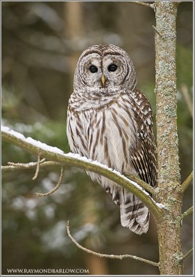 Barred owl