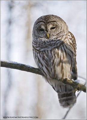 Barred Owl