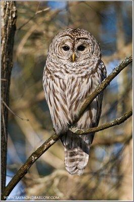 Barred Owl