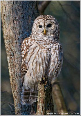 Barred Owl