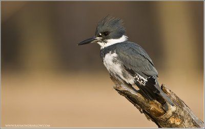  Belted Kingfisher