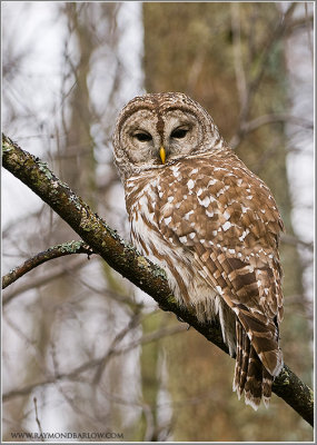  Barred owl
