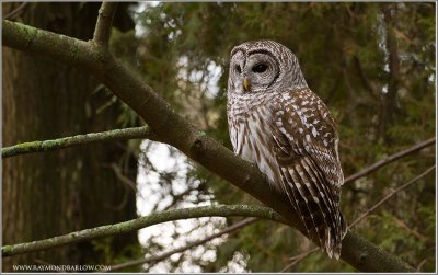 Barred owl