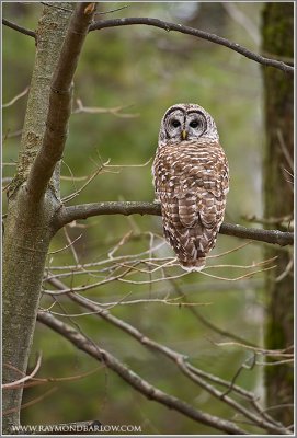 Barred Owl