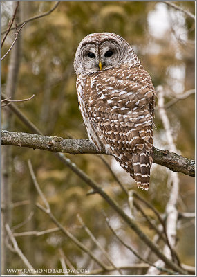 Barred Owl