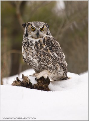 Great-Horned Owl   (captive)