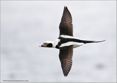 Long-tailed Duck in Flight