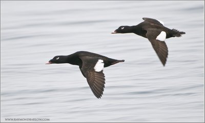 White-winged Scoters in Flight
