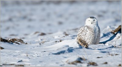 Snowy Owl