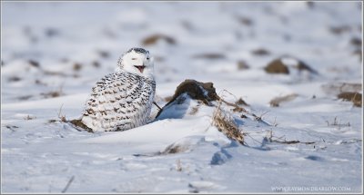 Snowy Owl Laughing
