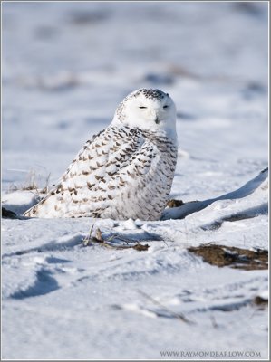 Snowy Owl