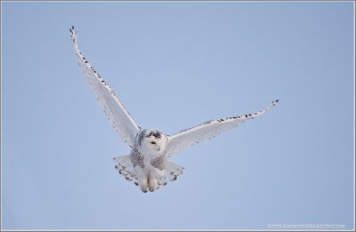 Snowy Owl