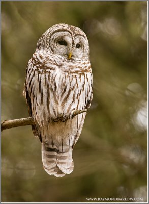 Wild Barred owl 