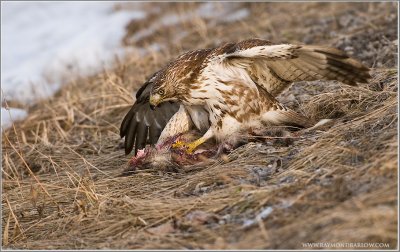 Red-tailed Hawk and Opossum 