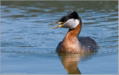  Red-necked Grebe 