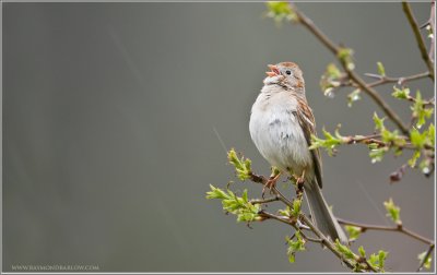 Field Sparrow Singing 
